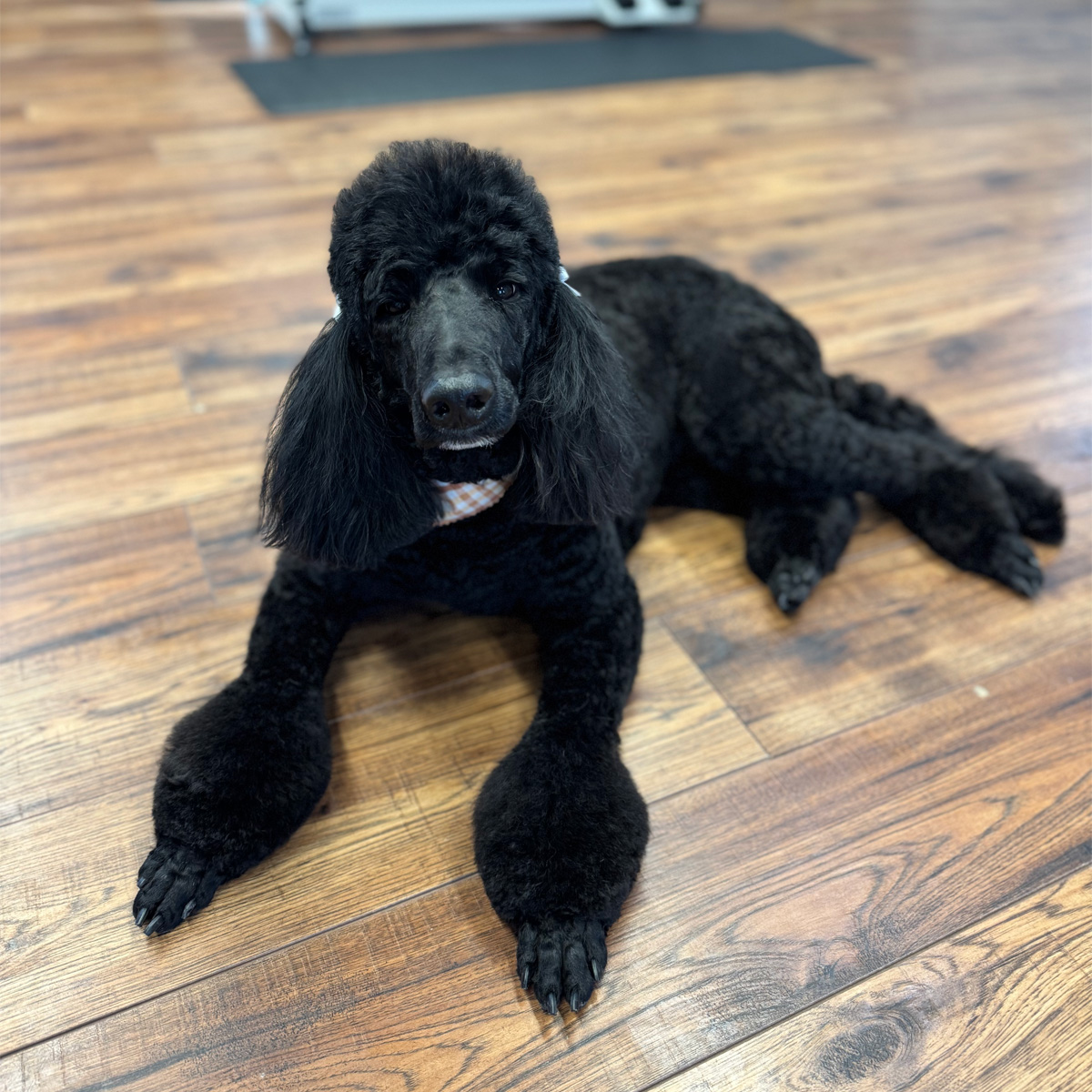 Photo of a happy doggo