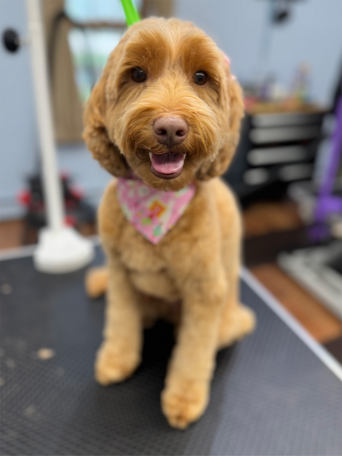 Photo of a happy doggo