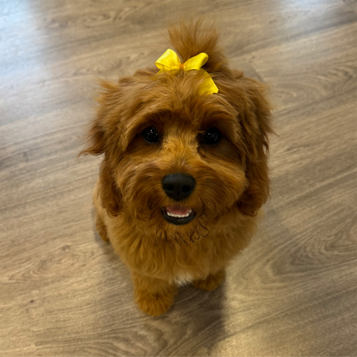 Photo of a happy doggo