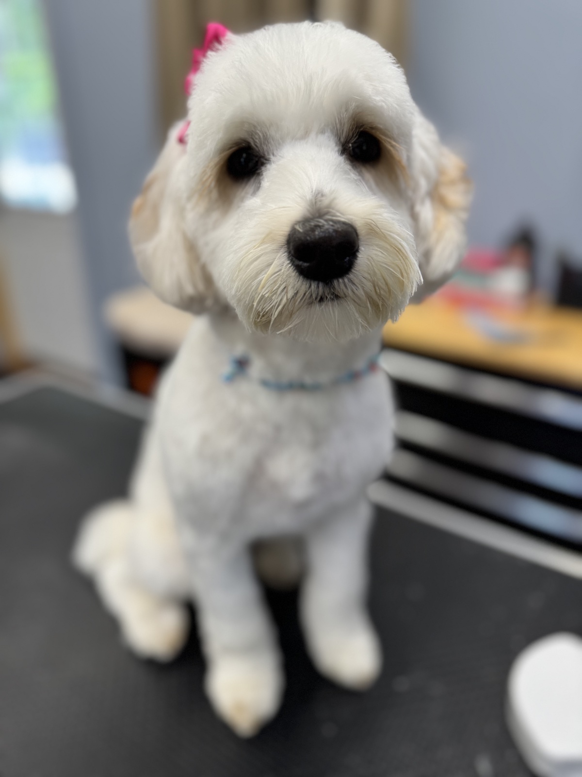 Photo of a happy doggo