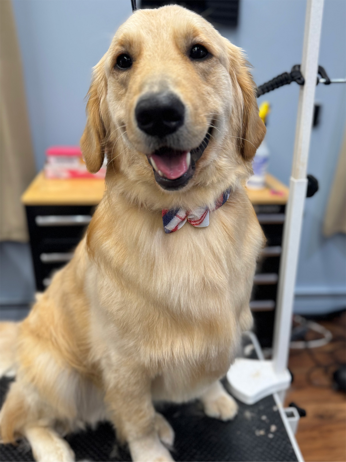 Photo of a happy doggo