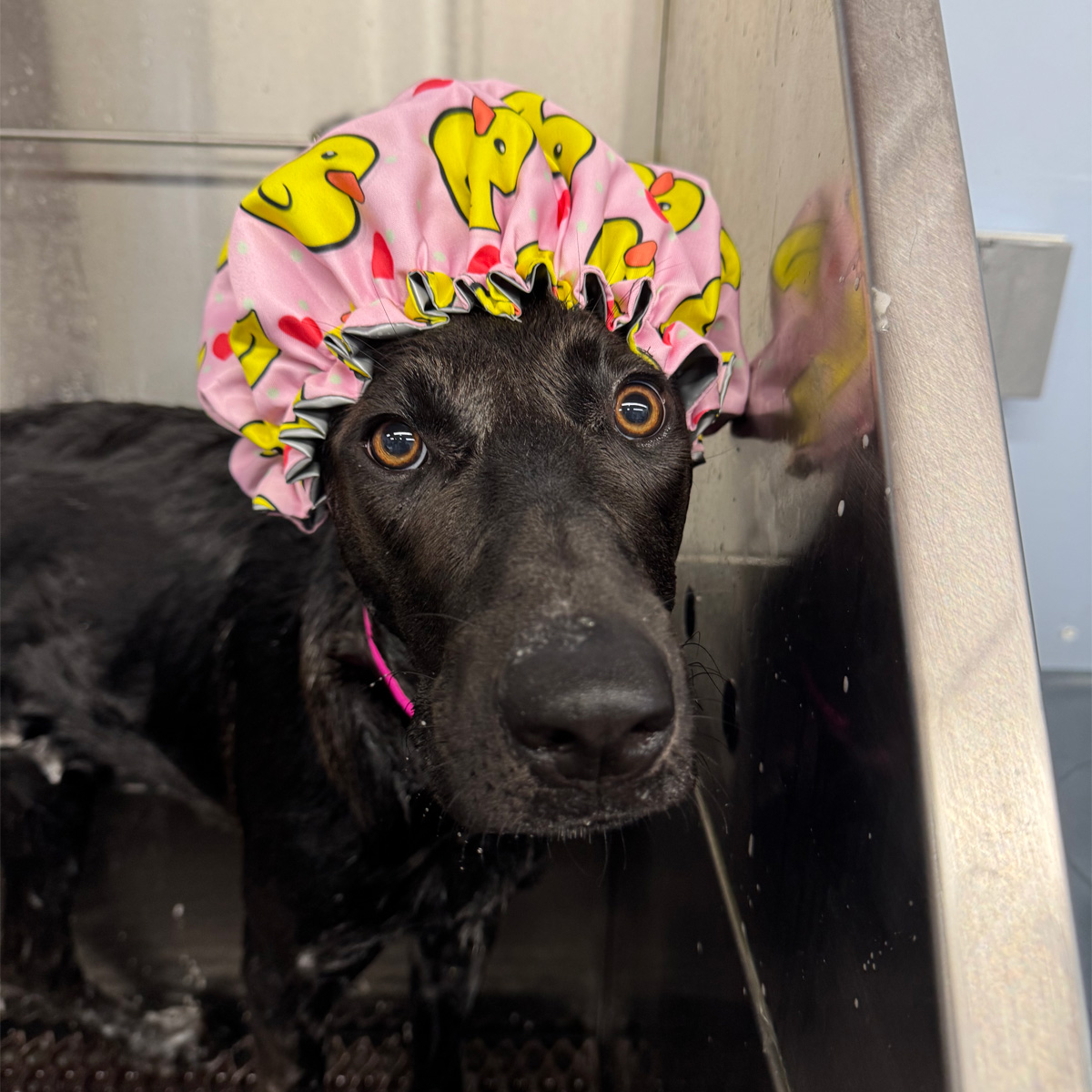 Photo of a wet doggo