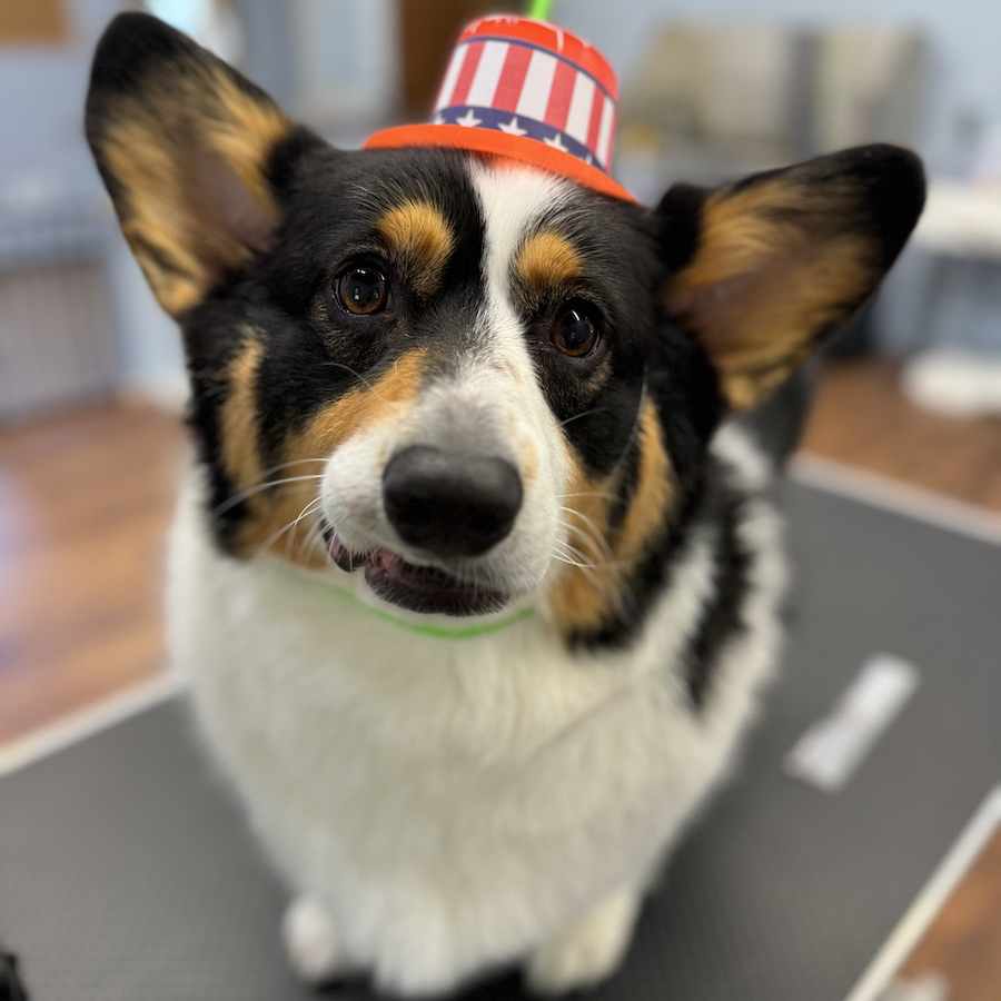 Photo of a doggo in a hat